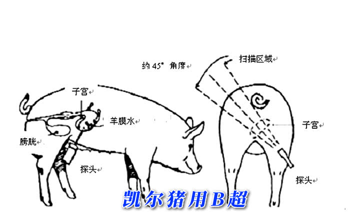 便携式猪用B超检查测量位置图