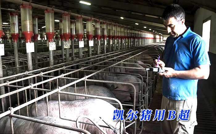 便携手持【猪用B超机】操作指南
