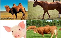 羊牛猪用兽用B超机畜牧养殖场孕检仪器不