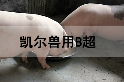 猪场兽用B超机怎么使用检查怀孕母猪?