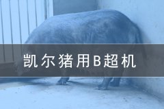 兽用b超机会给养猪场带来哪些效益?