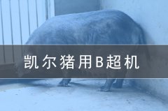 兽用b超机会给养猪场带来哪些效益？