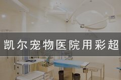 宠物医院用宠物b超可以查什么项目