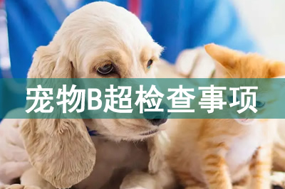 宠物b超机在犬妊娠诊断的应用